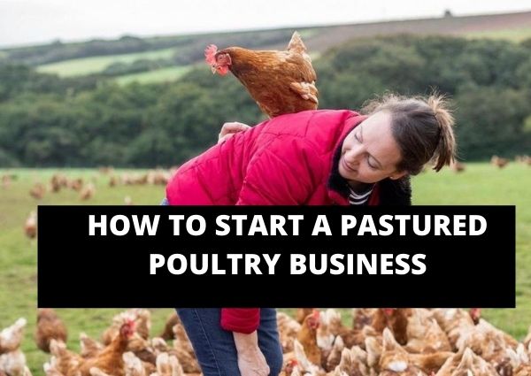 How To Start A Pastured Poultry Business