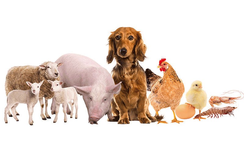 Animal-and-Poultry-Feed-Supplements-Manufacturer