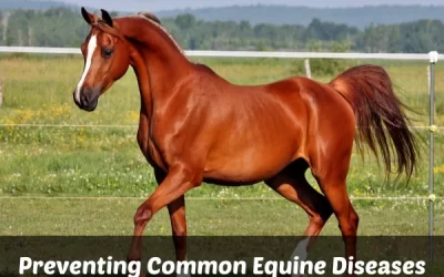Preventing Common Equine Diseases: The Role Of Amino Pharma’s Products