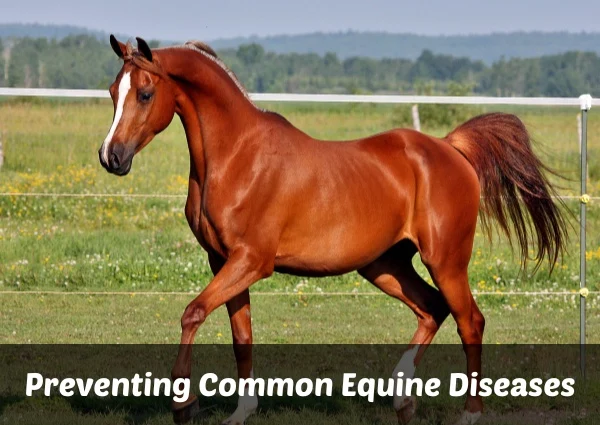 Preventing Common Equine Diseases: The Role Of Amino Pharma’s Products