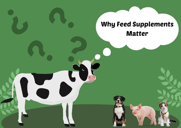 Why Feed Supplements Matter: Enhancing Livestock Growth And Productivity With Amino Pharma