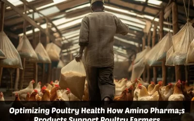Optimizing Poultry Health: How Amino Pharma’s Products Support Poultry Farmers