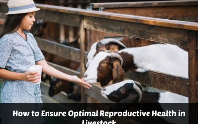 How To Ensure Optimal Reproductive Health In Livestock