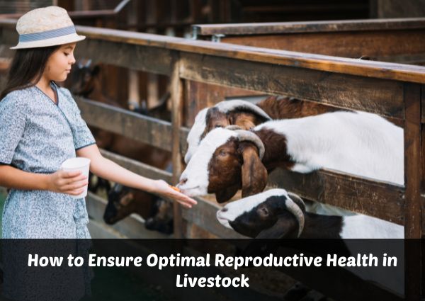 How to Ensure Optimal Reproductive Health in Livestock