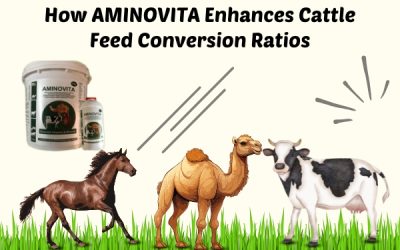 How AMINOVITA Enhances Cattle Feed Conversion Ratios