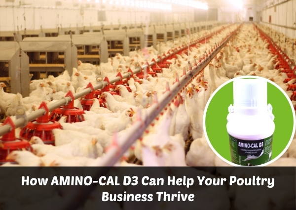 How AMINO-CAL D3 Can Help Your Poultry Business Thrive