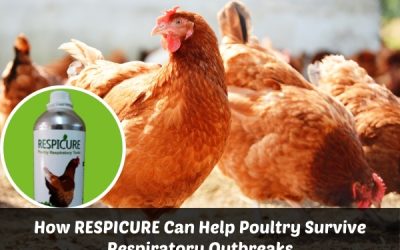 How RESPICURE Can Help Poultry Survive Respiratory Outbreaks