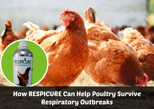 How RESPICURE Can Help Poultry Survive Respiratory Outbreaks