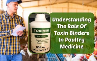 Understanding The Role Of Toxin Binders In Poultry Medicine