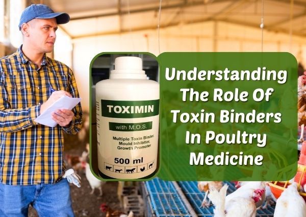 Understanding The Role Of Toxin Binders In Poultry Medicine