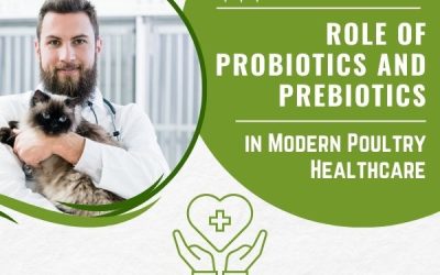 Role of Probiotics and Prebiotics In Modern Poultry Healthcare