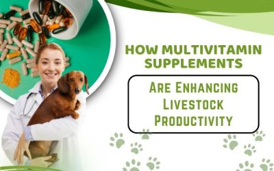 How Multivitamin Supplements Are Enhancing Livestock Productivity