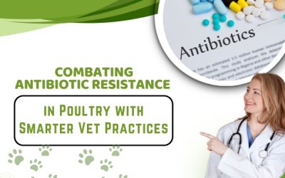 Combating Antibiotic Resistance in Poultry with Smarter Vet Practices
