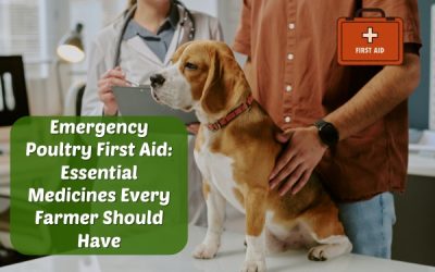Emergency Poultry First Aid: Essential Medicines Every Farmer Should Have