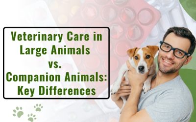 Veterinary Care in Large Animals vs. Companion Animals: Key Differences