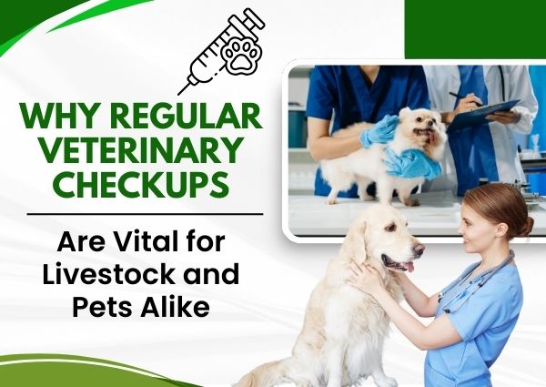 Veterinary Checkups