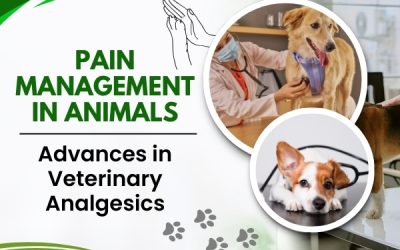 Pain Management in Animals: Advances in Veterinary Analgesics