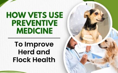 How Vets Use Preventive Medicine to Improve Herd and Flock Health