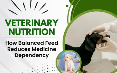Veterinary Nutrition: How Balanced Feed Reduces Medicine Dependency