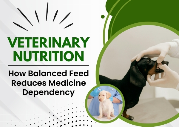 Veterinary Nutrition: How Balanced Feed Reduces Medicine Dependency