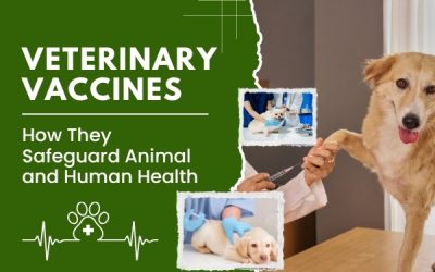 Veterinary Vaccines: How They Safeguard Animal and Human Health