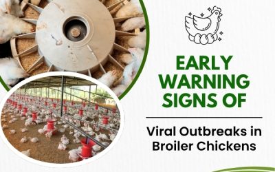 Early Warning Signs of Viral Outbreaks in Broiler Chickens