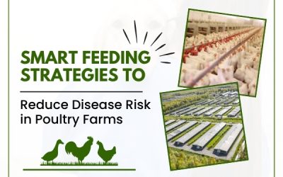 Smart Feeding Strategies to Reduce Disease Risk in Poultry Farms