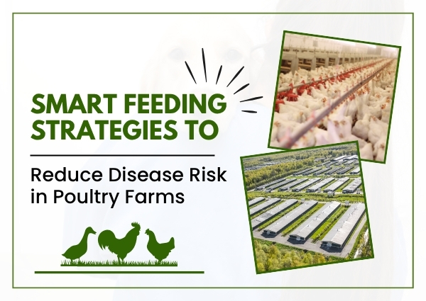 Smart Feeding Strategies to Reduce Disease Risk in Poultry Farms