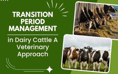 Transition Period Management in Dairy Cattle: A Veterinary Approach