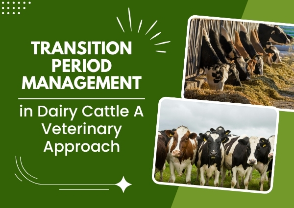 Transition Period Management in Dairy Cattle: A Veterinary Approach