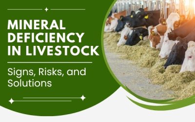 Mineral Deficiency in Livestock: Signs, Risks, and Solutions