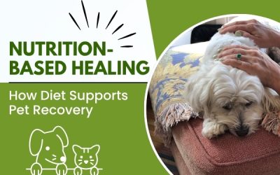 Nutrition-Based Healing: How Diet Supports Pet Recovery