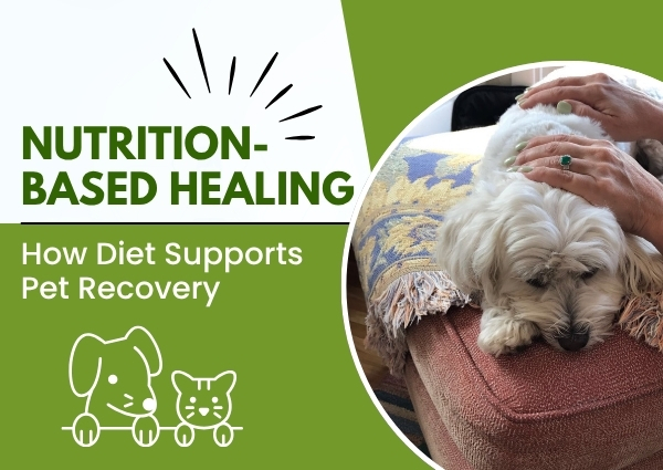 Nutrition-Based Healing: How Diet Supports Pet Recovery