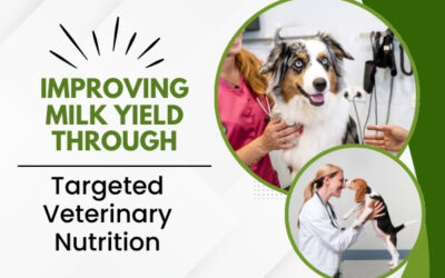 Improving Milk Yield Through Targeted Veterinary Nutrition