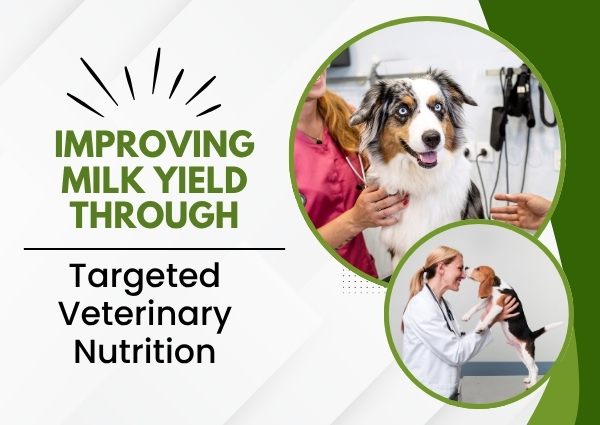 Improving Milk Yield Through Targeted Veterinary Nutrition