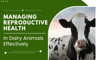Managing Reproductive Health in Dairy Animals Effectively