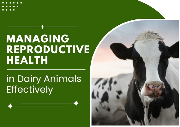 Managing Reproductive Health in Dairy Animals Effectively
