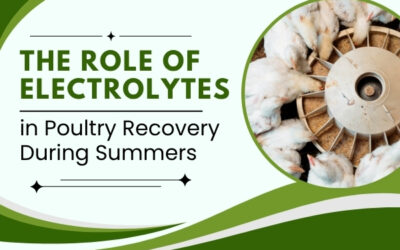 The Role of Electrolytes in Poultry Recovery During Summers