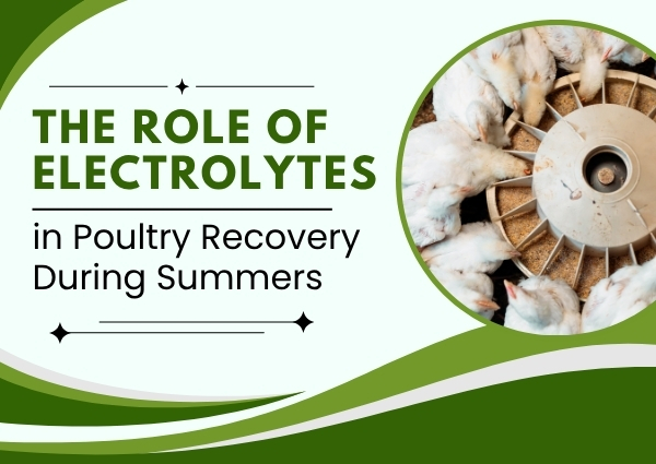 The Role of Electrolytes in Poultry Recovery During Summers