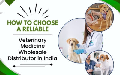 How to Choose a Reliable Veterinary Medicine Wholesale Distributor in India