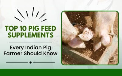 Top 10 Pig Feed Supplements Every Indian Pig Farmer Should Know