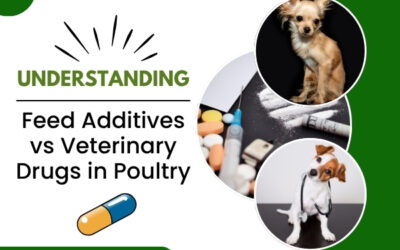 Understanding Feed Additives vs Veterinary Drugs in Poultry