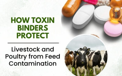 How Toxin Binders Protect Livestock and Poultry from Feed Contamination