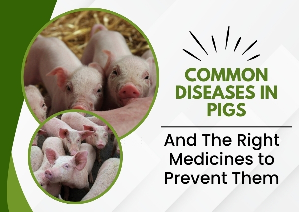 Common Diseases in Pigs and the Right Medicines to Prevent Them