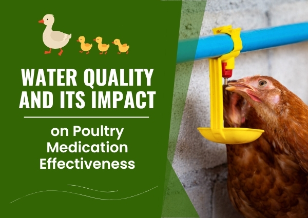 Poultry Medication