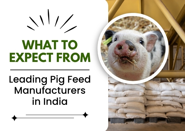 Pig Feed Manufacturers